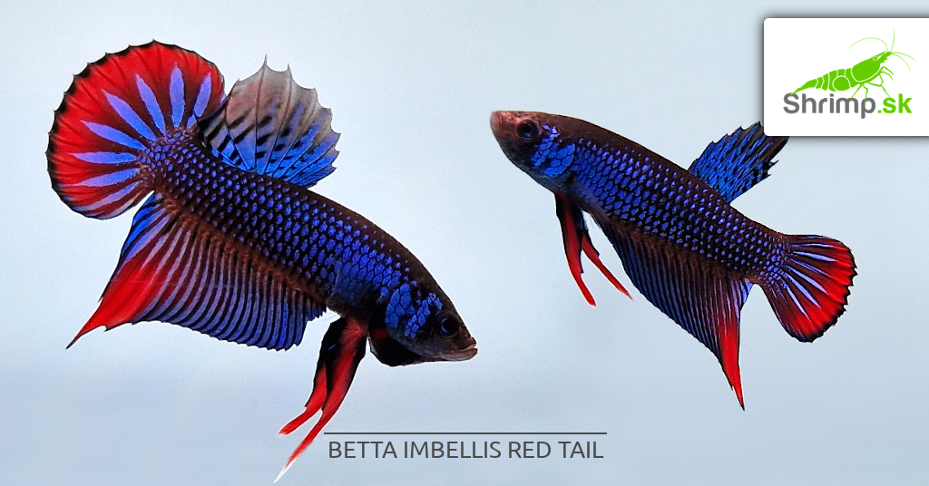 Bojovnica nebojovná Red Tail