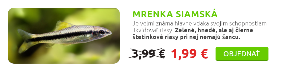 mrenka-siamska