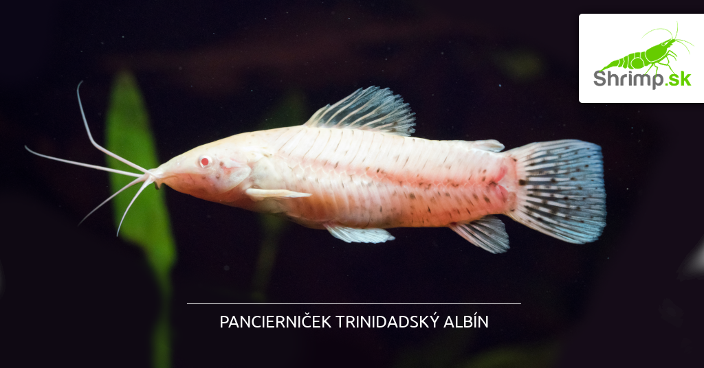 panciernicek-trinidadsky-albin