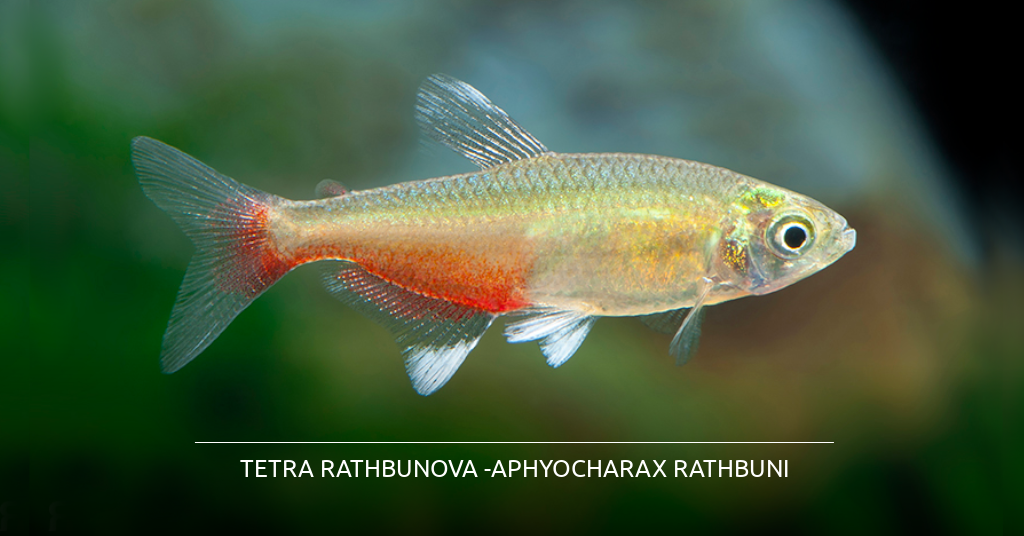tetra-rathbunova