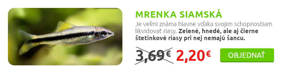 mrenka-siamska