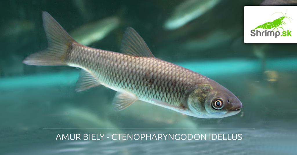 amur-biely-ctenopharyngodon-idella