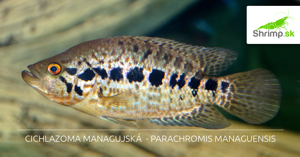 parachromis managuensis