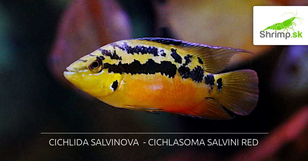 cichlasoma salvini red