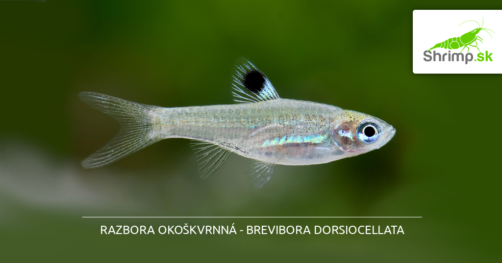 razbora-ryby-do-akvaria