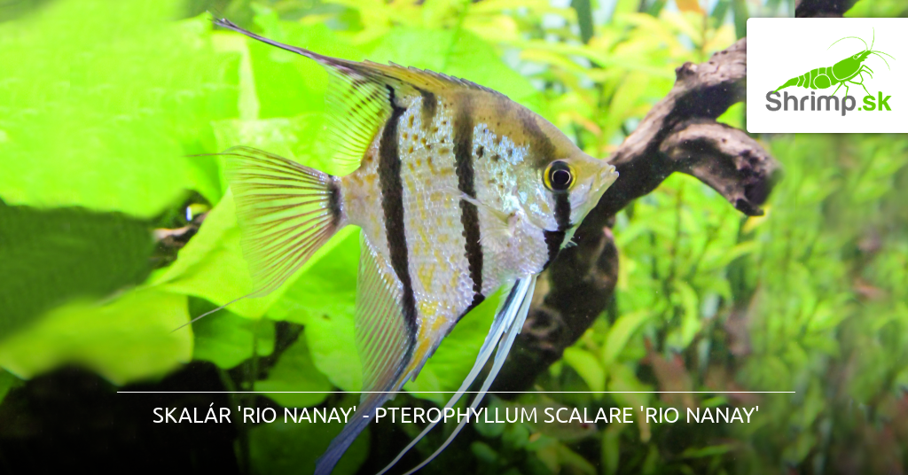 Skalár Rio Nanay