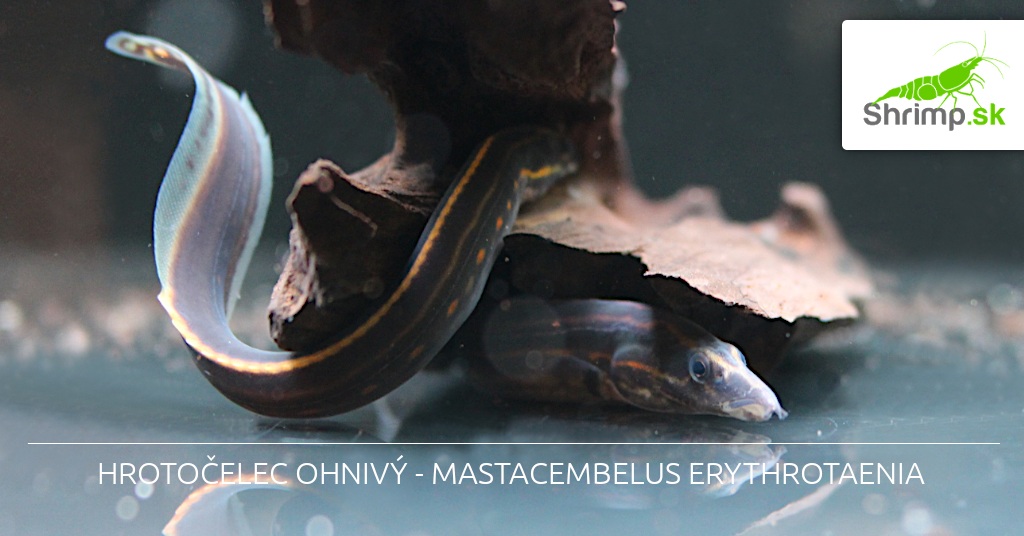 •	Hrotočelec ohnivý - Mastacembelus erythrotaenia 