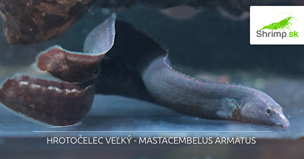 Hrotočelec veľký - Mastacembelus armatus
