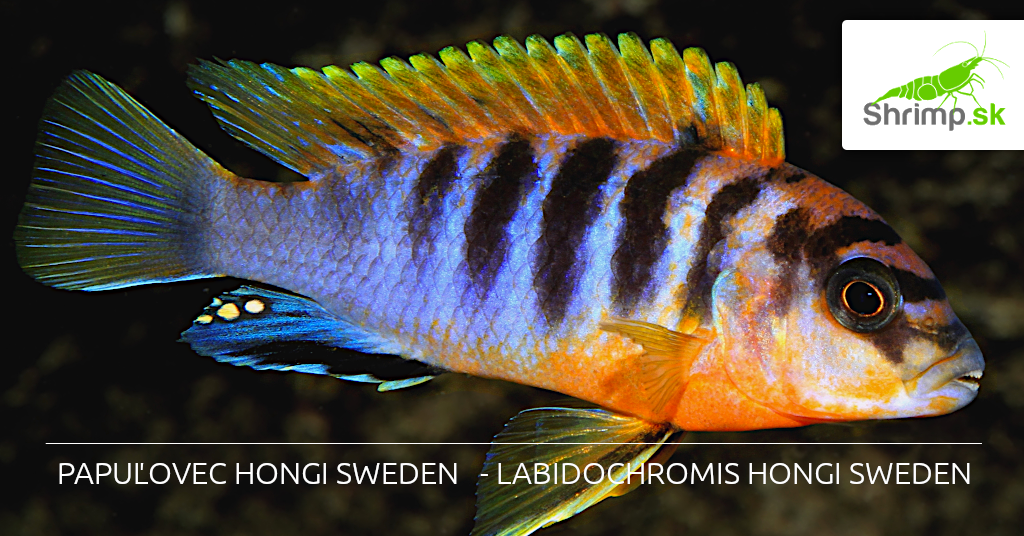 labidochromis Hongi Sweden