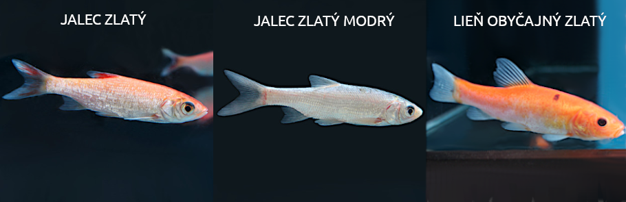 JAZIERKOVE-RYBY-JALEC-LIEN