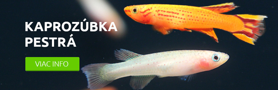 viac-info-o-kaprozubke-pestrej 