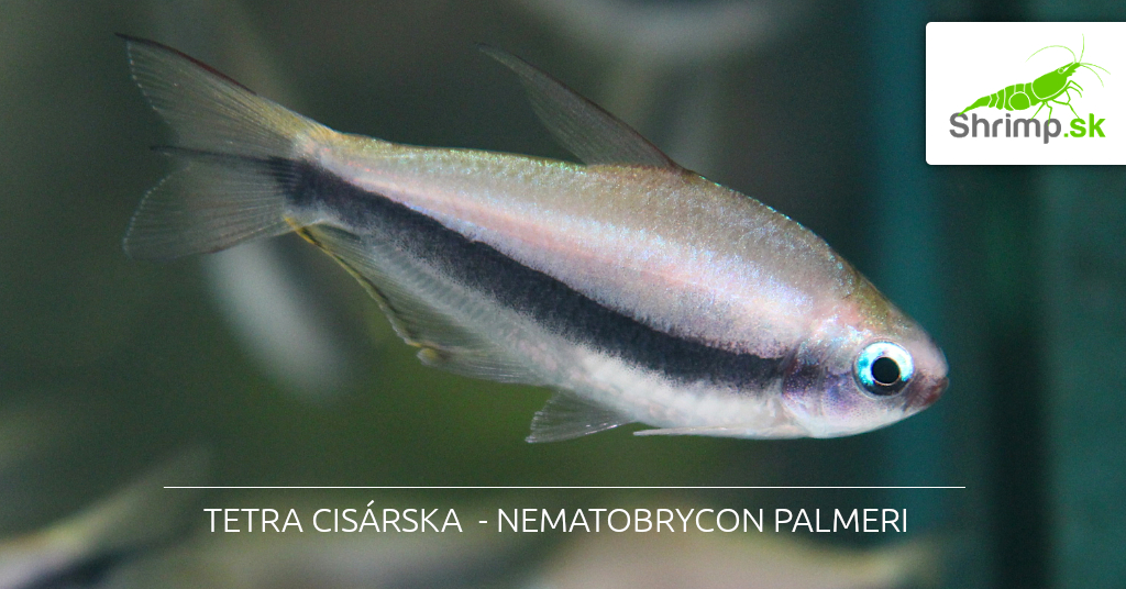tetra-cisárska