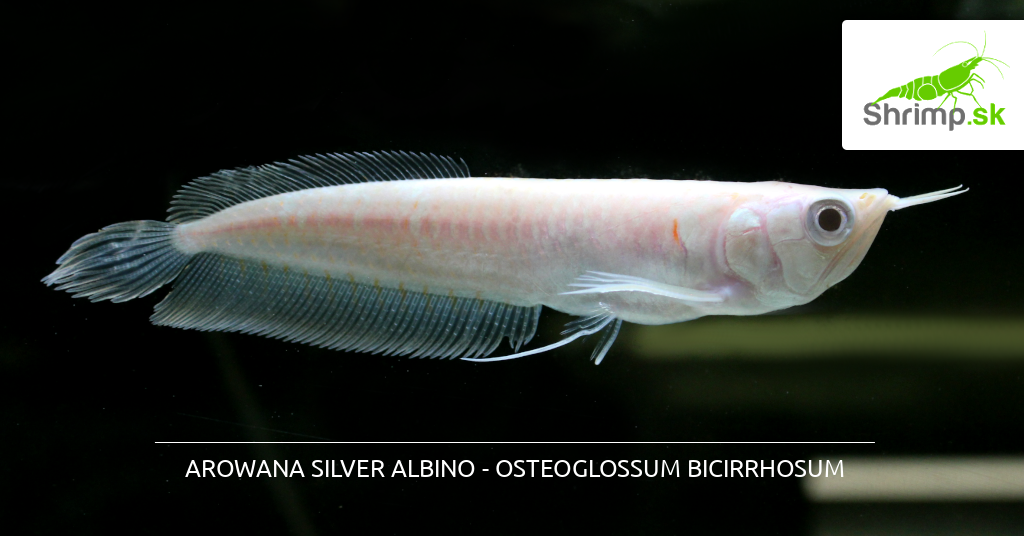 arowana-silver-albino