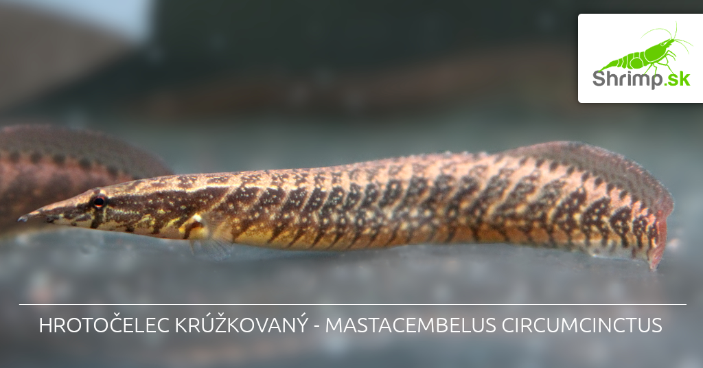 Hrotočelec krúžkovaný - Mastacembelus circumcinctus