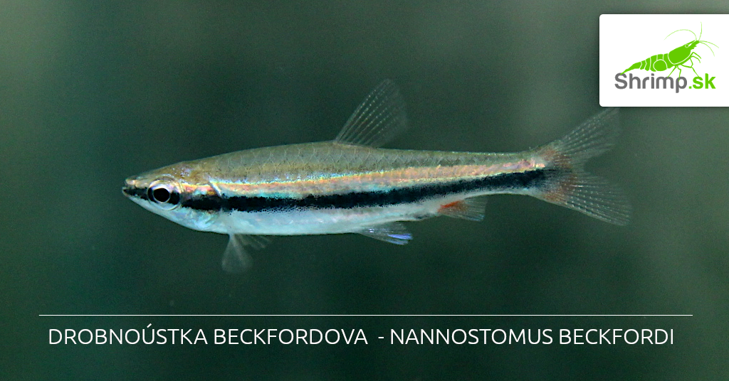drobnoustka-beckfordova