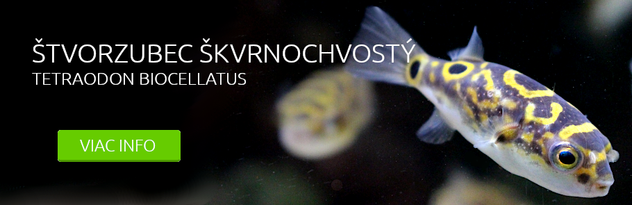 Štvorzubec škvrnochvostý