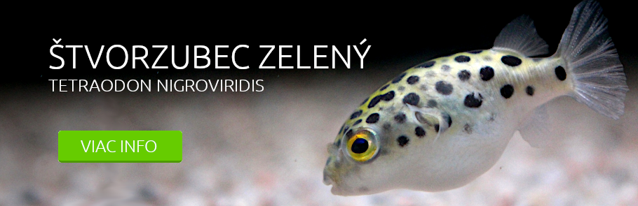 Štvorzubec zelený