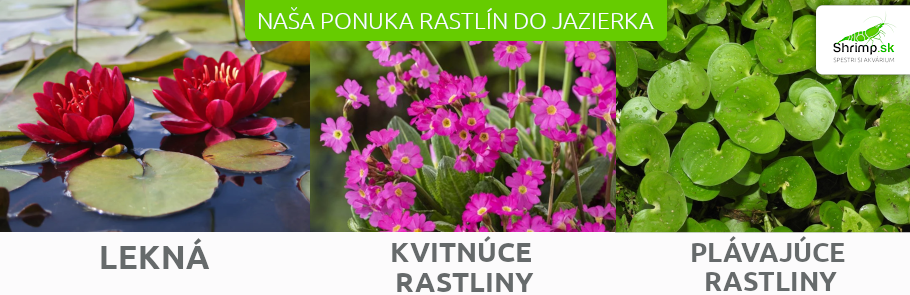 ponuka-rastlin-do-jazieka-vodne-rastliny