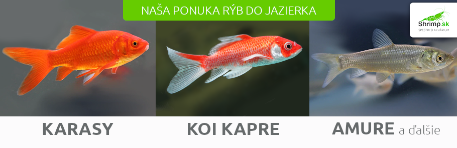 jazierkove-ryby