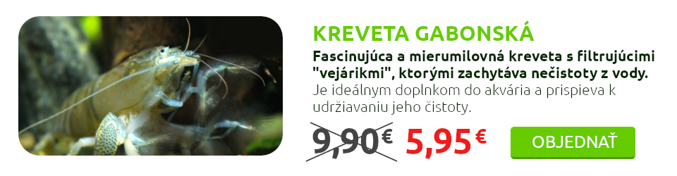 Gabonská kreveta