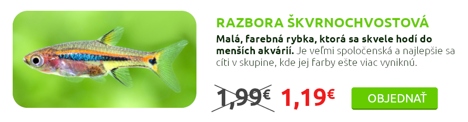 Razbora škvrnochvostová