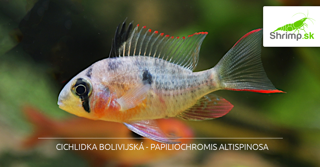 Papiliochromis Altispinosa