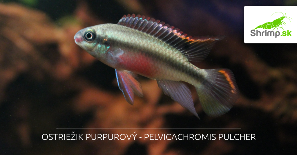 Ostriežik purpurový