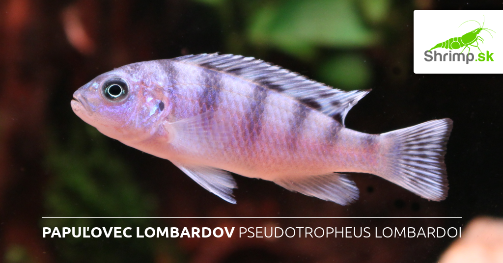 Papulovec-lombardov