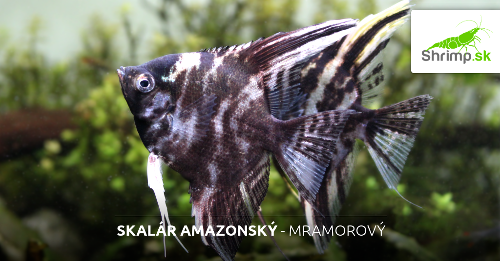 skalare-mramorove