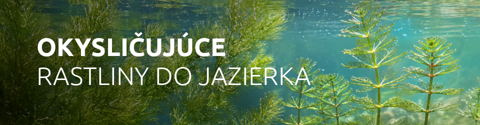 čistiace-rastliny-do-jazierka