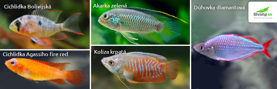 tipy-na-rybicky-do-akvaria