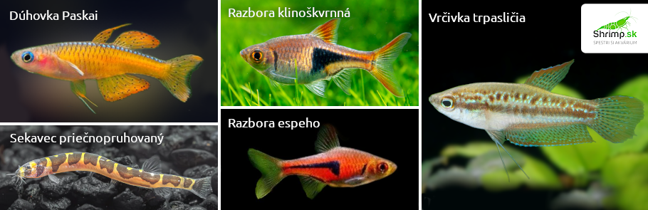 rybicky-do-50-litroveho-akvaria