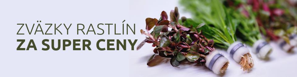 lacne-akvariove-rastliny