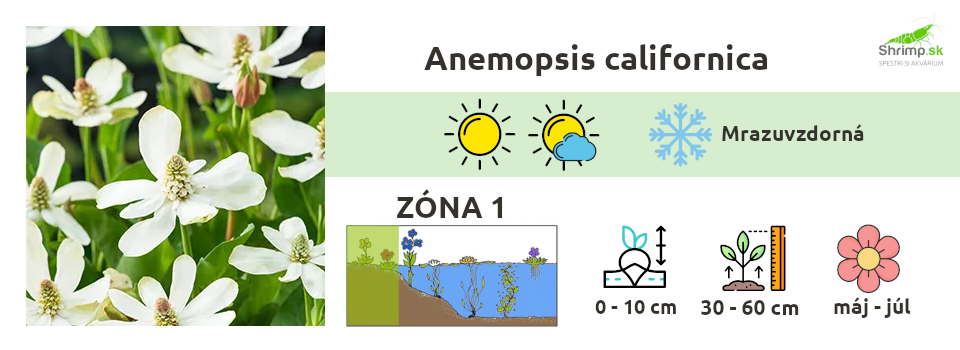 anemopsis-californica