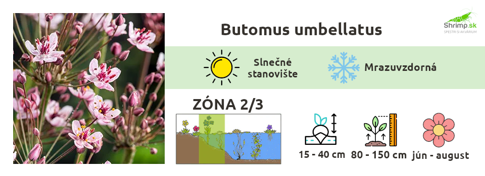butomus-umbelatus-jazierkove-rastliny