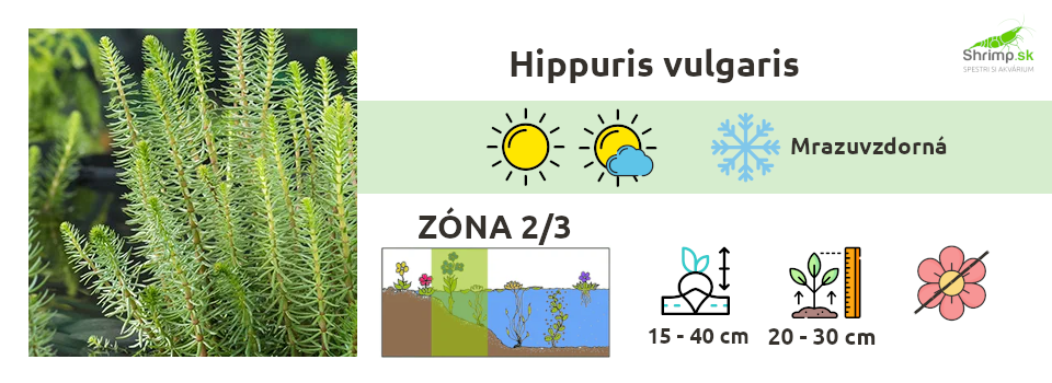 hippuris-vulgaris-rastliny-do-jazierka