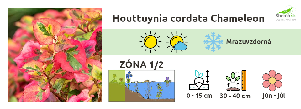 Houttuynia-cordata-Chameleon