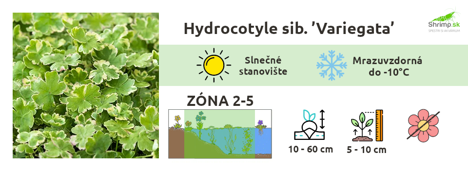 hydrocotyle-jazierko
