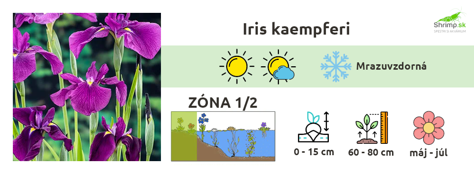 iris-kaempferi-jazierko
