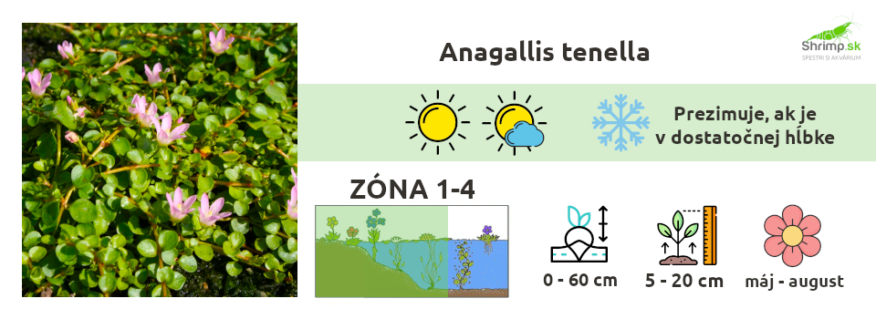 anagallis-tenella
