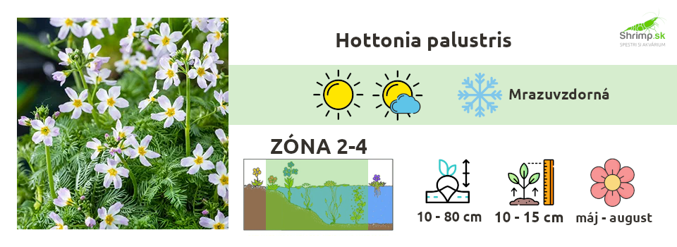 hottonia-palustris