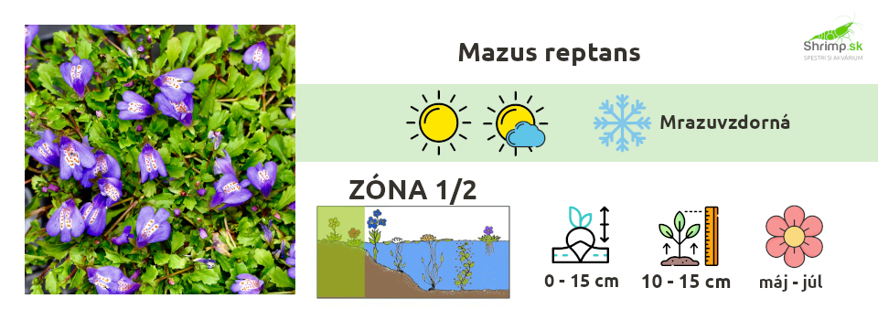 mazus-reptans-jazierkova-rastlina