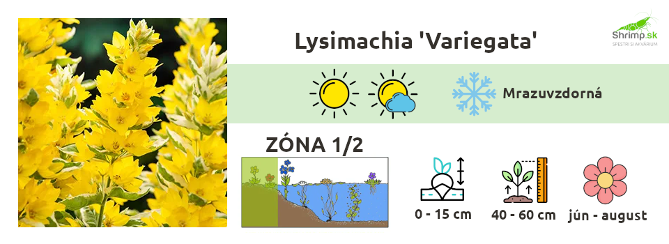 lysimachia-variegata-jazierko
