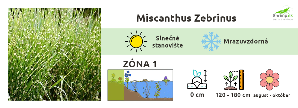 ozdobnica-cinska-jazierkove-rastliny