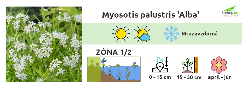 nezabudka-mociarna-jazierkove-rastliny