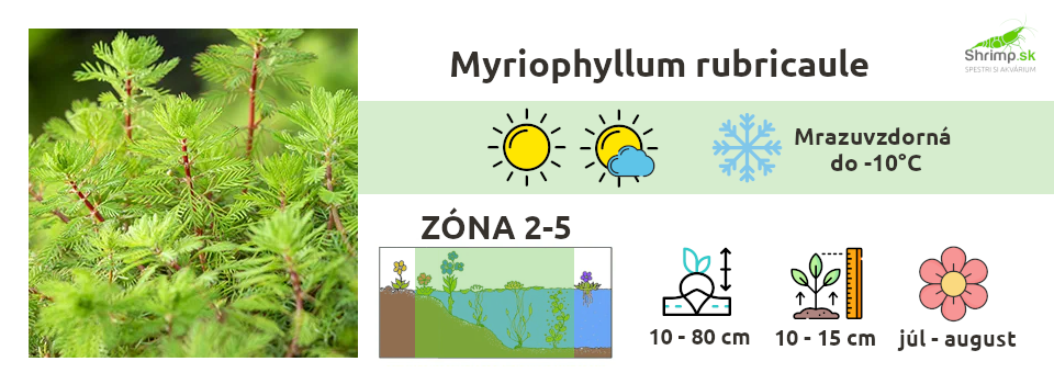 myriophyllum-rubricaule
