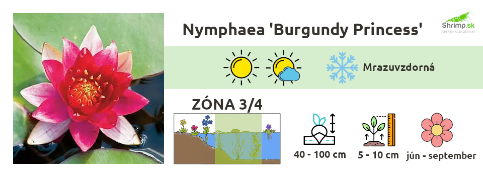 Nymphaea-Burgundy-Princess 