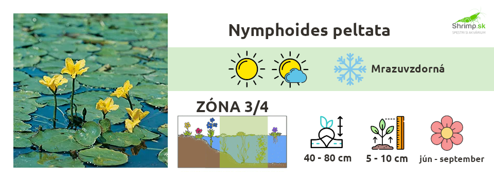 Nymphoides-peltata-rastliny-do-jazierka