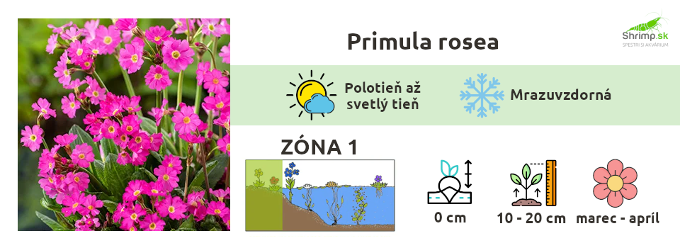 prvosienka-jazierkove-rastliny
