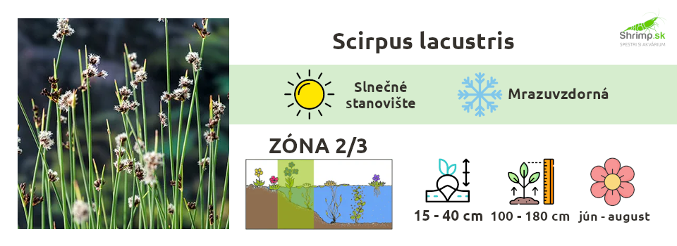 skripinec-travy-do-jazierka